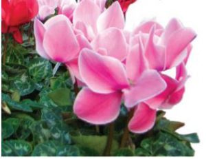 Green Fingers: Cyclamen